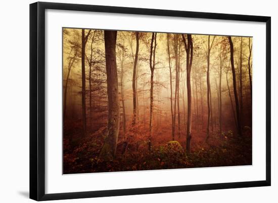 Autumn gradation-Philippe Sainte-Laudy-Framed Photographic Print