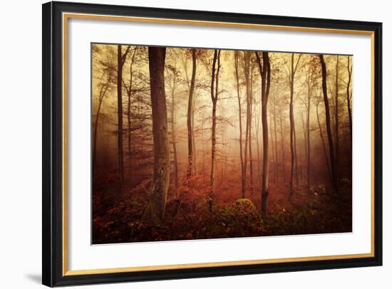 Autumn gradation-Philippe Sainte-Laudy-Framed Photographic Print