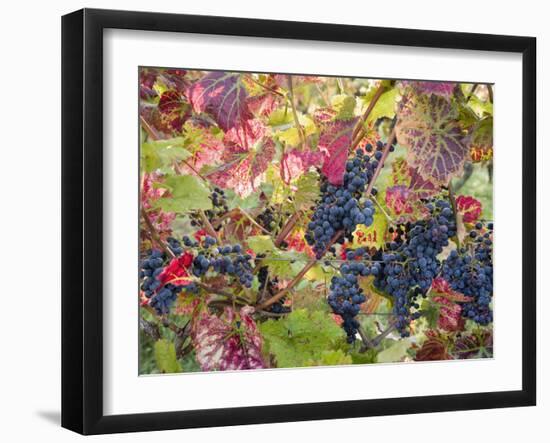 Autumn Grapes and Vines, Denbies Vineyard, Dorking, Surrey, England, United Kingdom, Europe-Miller John-Framed Photographic Print