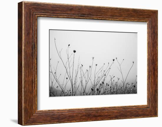 Autumn Grasses-Aledanda-Framed Photographic Print