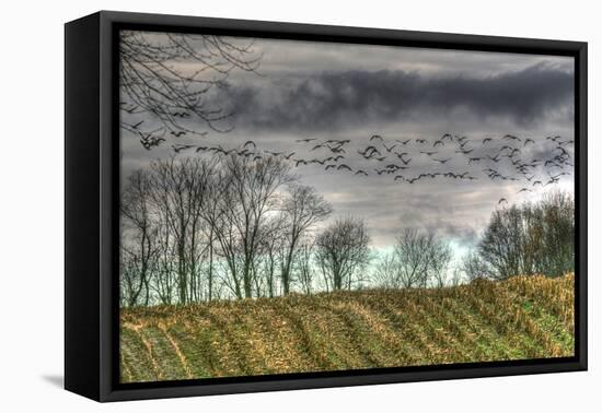 Autumn Grey Sky and Geese-Robert Goldwitz-Framed Premier Image Canvas