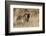 Autumn Grizzly Bear-Ken Archer-Framed Photographic Print