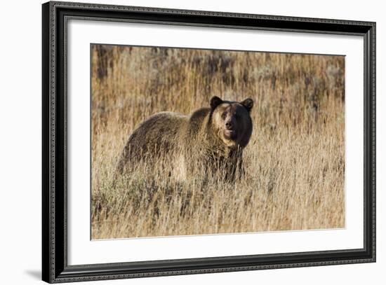 Autumn Grizzly Bear-Ken Archer-Framed Photographic Print