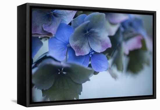 Autumn Hydrangea I-Rita Crane-Framed Premier Image Canvas