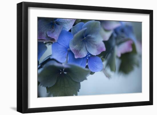 Autumn Hydrangea I-Rita Crane-Framed Photographic Print