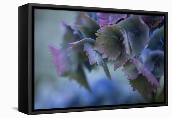 Autumn Hydrangea II-Rita Crane-Framed Premier Image Canvas