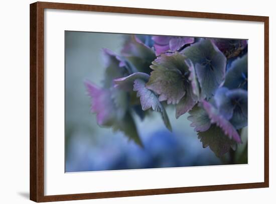 Autumn Hydrangea II-Rita Crane-Framed Photographic Print