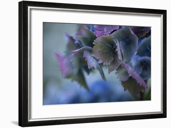 Autumn Hydrangea II-Rita Crane-Framed Photographic Print