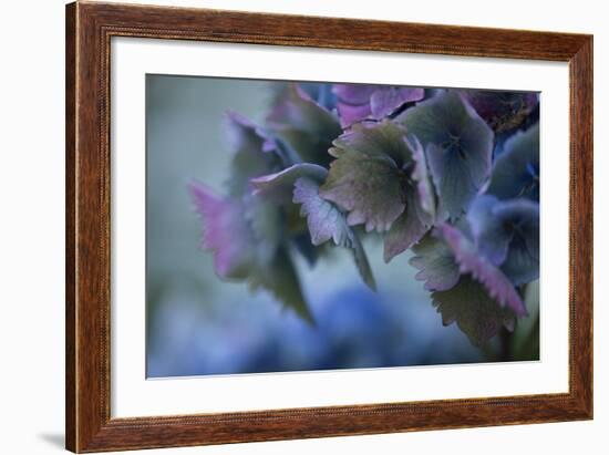Autumn Hydrangea II-Rita Crane-Framed Photographic Print