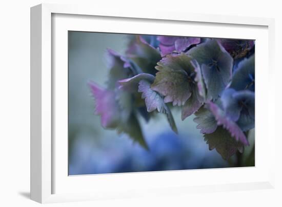 Autumn Hydrangea II-Rita Crane-Framed Photographic Print