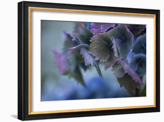 Autumn Hydrangea II-Rita Crane-Framed Photographic Print