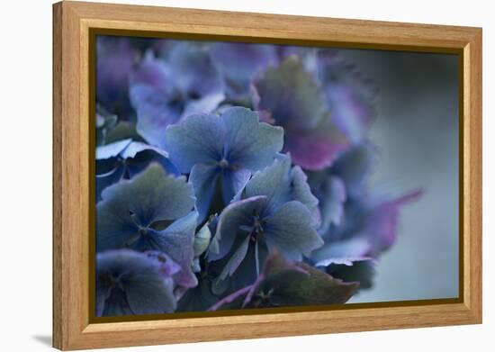 Autumn Hydrangea III-Rita Crane-Framed Premier Image Canvas