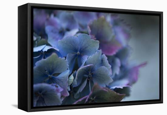 Autumn Hydrangea III-Rita Crane-Framed Premier Image Canvas