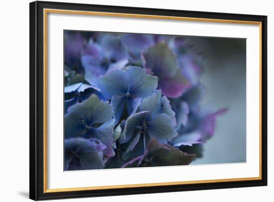 Autumn Hydrangea III-Rita Crane-Framed Photographic Print