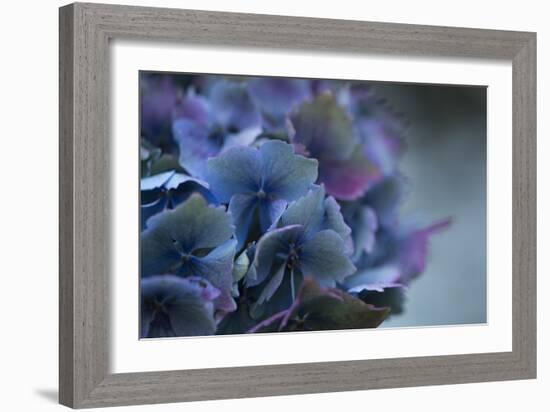 Autumn Hydrangea III-Rita Crane-Framed Photographic Print
