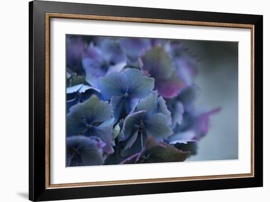 Autumn Hydrangea III-Rita Crane-Framed Photographic Print