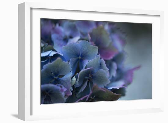 Autumn Hydrangea III-Rita Crane-Framed Photographic Print