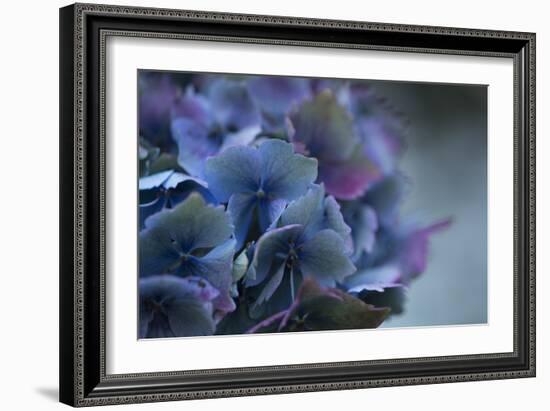 Autumn Hydrangea III-Rita Crane-Framed Photographic Print