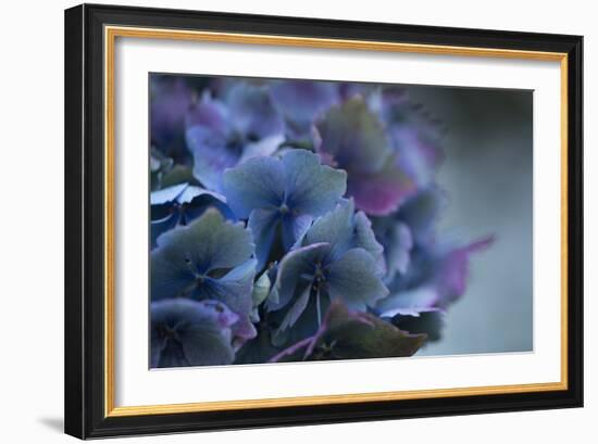 Autumn Hydrangea III-Rita Crane-Framed Photographic Print