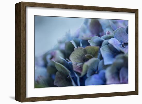 Autumn Hydrangea IV-Rita Crane-Framed Photographic Print