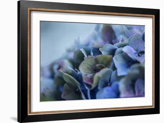 Autumn Hydrangea IV-Rita Crane-Framed Photographic Print