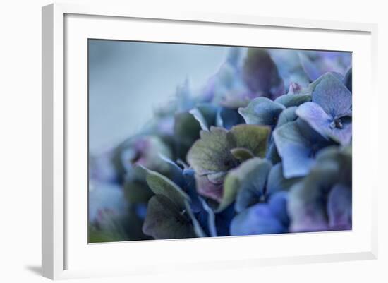 Autumn Hydrangea IV-Rita Crane-Framed Photographic Print