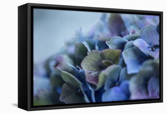 Autumn Hydrangea IV-Rita Crane-Framed Premier Image Canvas