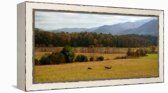 Autumn in Cades Cove, Smoky Mountains National Park, Tennessee, USA-Anna Miller-Framed Premier Image Canvas