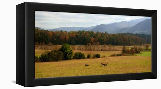 Autumn in Cades Cove, Smoky Mountains National Park, Tennessee, USA-Anna Miller-Framed Premier Image Canvas