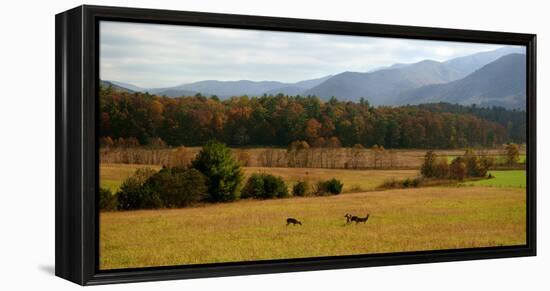 Autumn in Cades Cove, Smoky Mountains National Park, Tennessee, USA-Anna Miller-Framed Premier Image Canvas