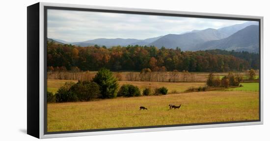 Autumn in Cades Cove, Smoky Mountains National Park, Tennessee, USA-Anna Miller-Framed Premier Image Canvas