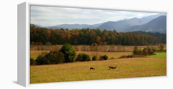 Autumn in Cades Cove, Smoky Mountains National Park, Tennessee, USA-Anna Miller-Framed Premier Image Canvas