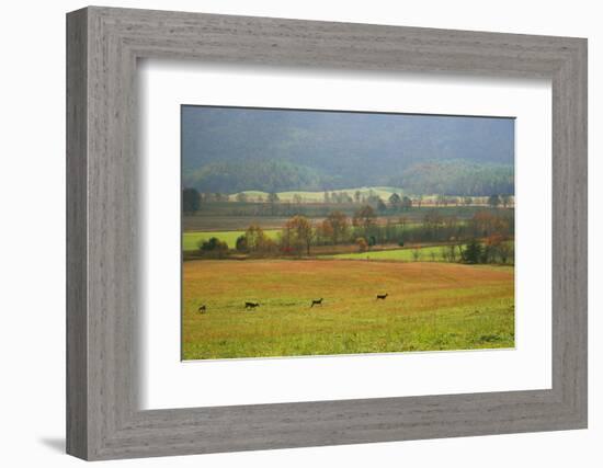 Autumn in Cades Cove, Smoky Mountains National Park, Tennessee, USA-Anna Miller-Framed Photographic Print