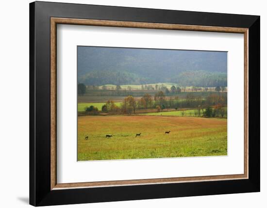 Autumn in Cades Cove, Smoky Mountains National Park, Tennessee, USA-Anna Miller-Framed Photographic Print