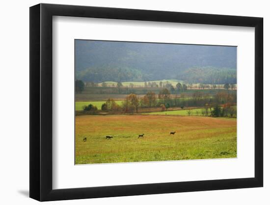 Autumn in Cades Cove, Smoky Mountains National Park, Tennessee, USA-Anna Miller-Framed Photographic Print