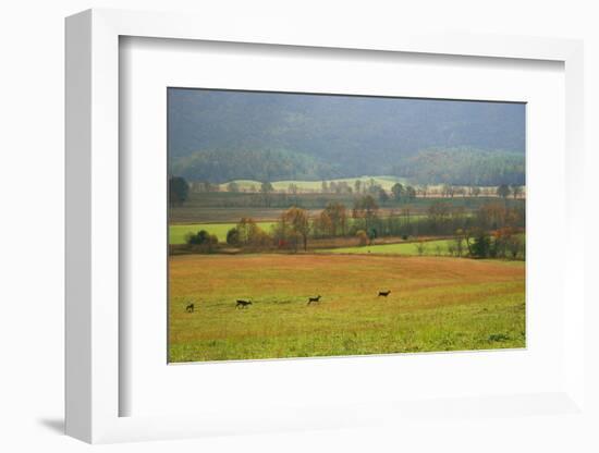 Autumn in Cades Cove, Smoky Mountains National Park, Tennessee, USA-Anna Miller-Framed Photographic Print