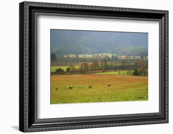 Autumn in Cades Cove, Smoky Mountains National Park, Tennessee, USA-Anna Miller-Framed Photographic Print