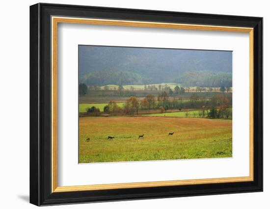 Autumn in Cades Cove, Smoky Mountains National Park, Tennessee, USA-Anna Miller-Framed Photographic Print