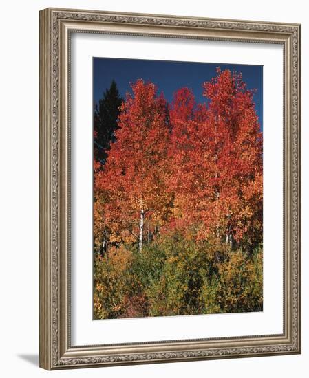 Autumn in Grand Tetons National Park, Wyoming, USA-Dee Ann Pederson-Framed Photographic Print