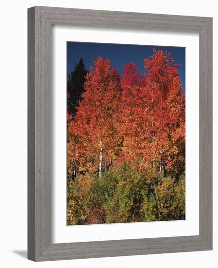Autumn in Grand Tetons National Park, Wyoming, USA-Dee Ann Pederson-Framed Photographic Print