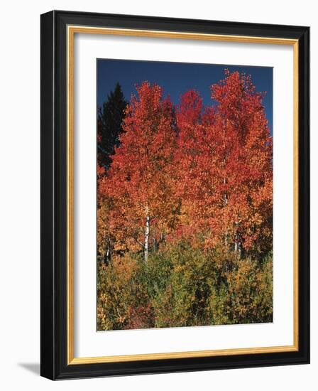 Autumn in Grand Tetons National Park, Wyoming, USA-Dee Ann Pederson-Framed Photographic Print