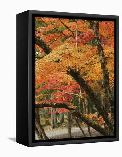 Autumn in Koya-san-Christophe Boisvieux-Framed Premier Image Canvas