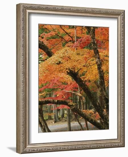 Autumn in Koya-san-Christophe Boisvieux-Framed Photographic Print