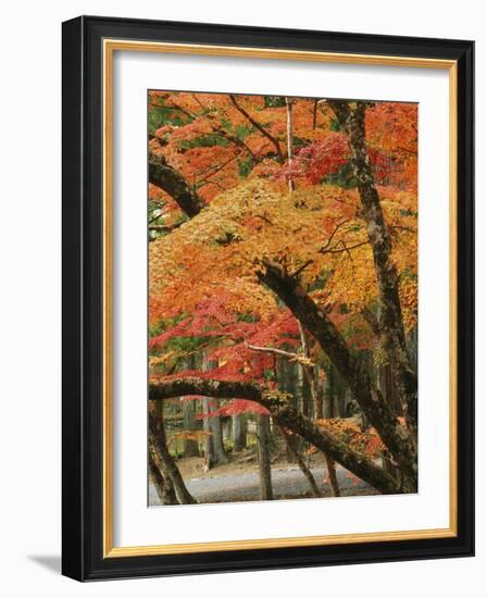 Autumn in Koya-san-Christophe Boisvieux-Framed Photographic Print