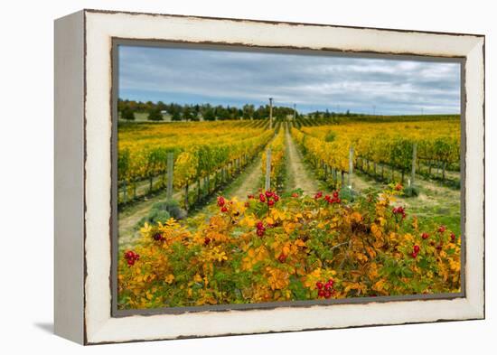 Autumn in Leonetti Vineyard, Walla Walla, Washington, USA-Richard Duval-Framed Premier Image Canvas