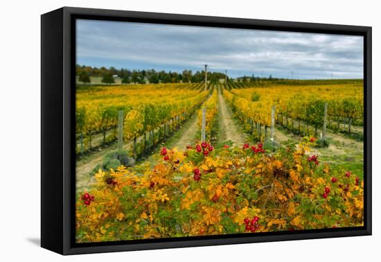 Autumn in Leonetti Vineyard, Walla Walla, Washington, USA-Richard Duval-Framed Premier Image Canvas