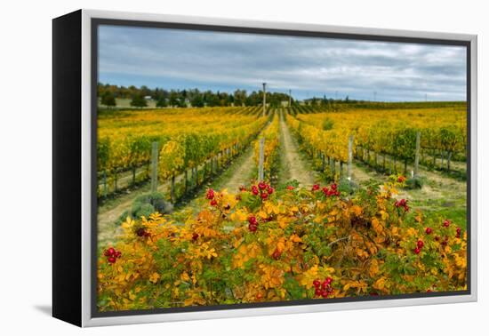 Autumn in Leonetti Vineyard, Walla Walla, Washington, USA-Richard Duval-Framed Premier Image Canvas