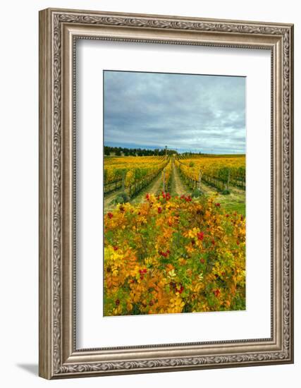 Autumn in Leonetti Vineyard, Walla Walla, Washington, USA-Richard Duval-Framed Photographic Print