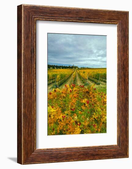 Autumn in Leonetti Vineyard, Walla Walla, Washington, USA-Richard Duval-Framed Photographic Print