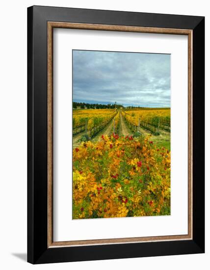 Autumn in Leonetti Vineyard, Walla Walla, Washington, USA-Richard Duval-Framed Photographic Print